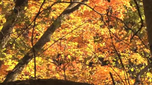 Hojas doradas de otoño — Vídeo de stock