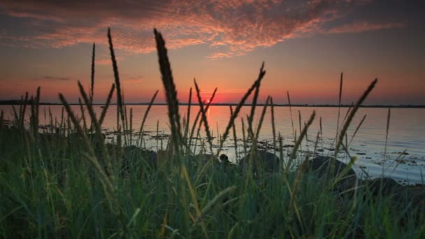 Gräsbevuxen strand i solnedgången — Stockvideo