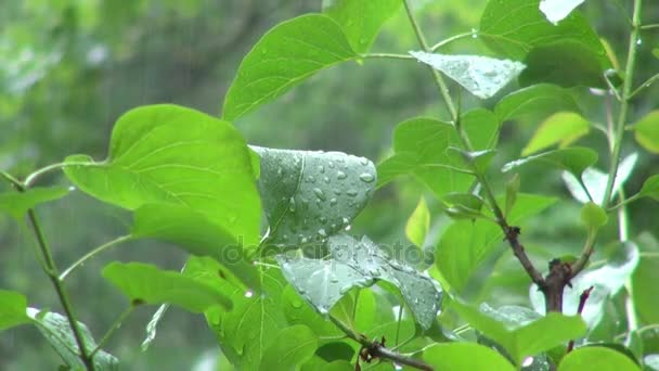 Зеленые листья растений во время ливня в Орегоне — стоковое видео