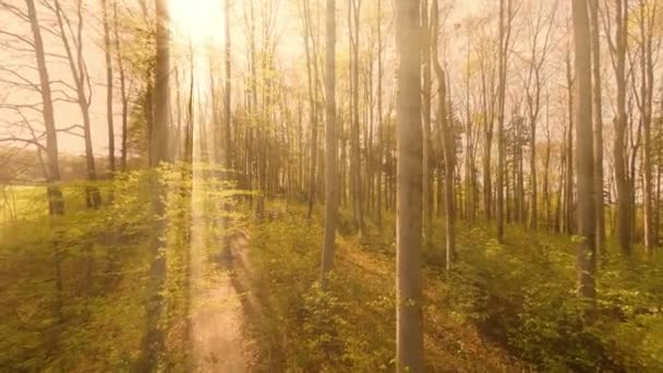 Green trees in forest woods nature background — Stock Video