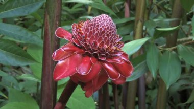 Hawaii meşale zencefil çiçek