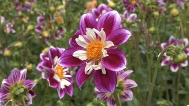 tam bloomed mor ve beyaz Aster