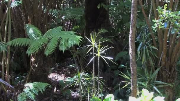 Hawaii tropische Pflanzen in Wäldern — Stockvideo