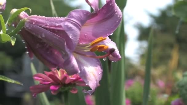 Hd flower with dew — Stock Video