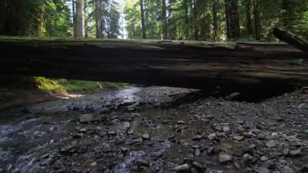 Sobrevoe a árvore caída através do córrego na floresta de sequoia — Vídeo de Stock
