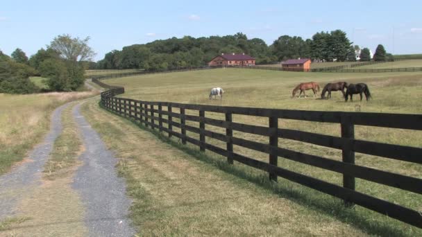Hd фермы сельской местности фермы лошадей — стоковое видео