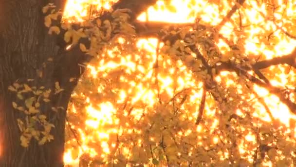 Golden glowing leaves — Stock Video