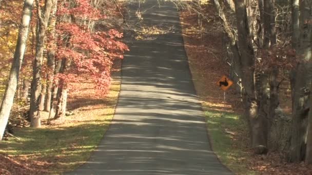 Осенняя проселочная дорога — стоковое видео