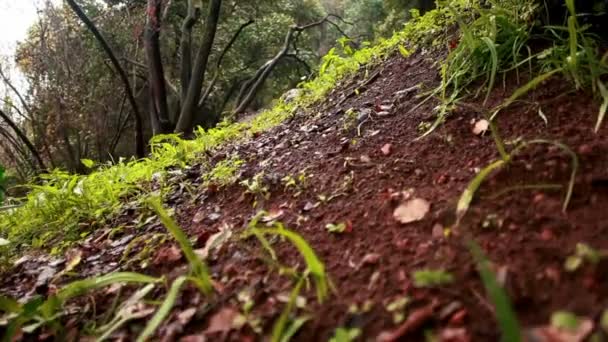 Панорамний знімок лісової підлоги — стокове відео