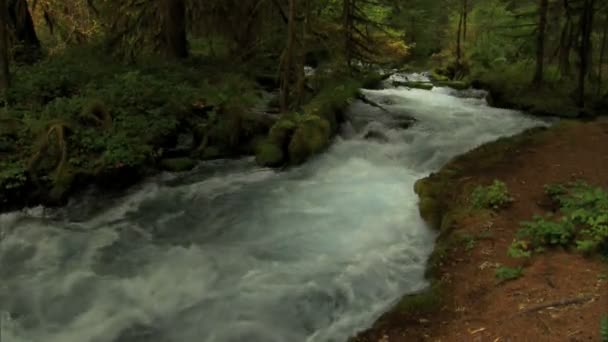 Река Маккензи мчится мимо леса — стоковое видео