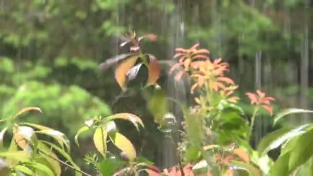 Tempesta di pioggia dell'origon che si riversa sulle piante — Video Stock