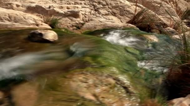 Mossy bottom omed stream flowing towards ein gedi falls — стоковое видео