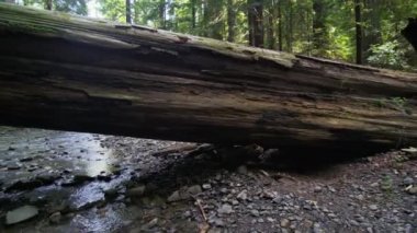 redwood ormandaki dere boyunca aşağı taşıma