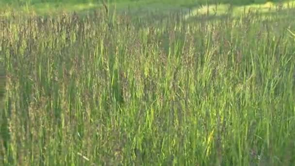 se déplaçant sur l'herbe haute au soleil 
