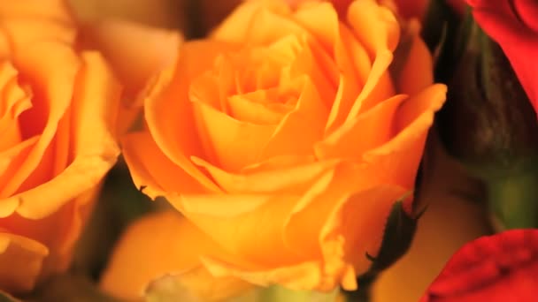 Bewegliche gelbe Rose aus nächster Nähe — Stockvideo