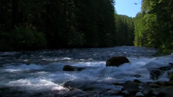 Nationaal park waterval stream — Stockvideo