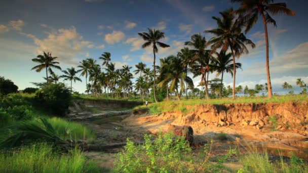 Palm trees near a gorge — Stock Video