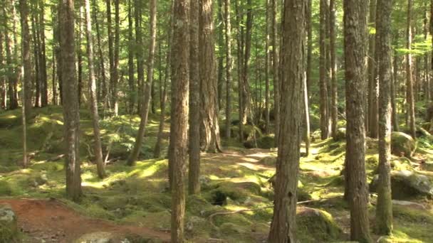 Pfanne um ätherischen Wald — Stockvideo