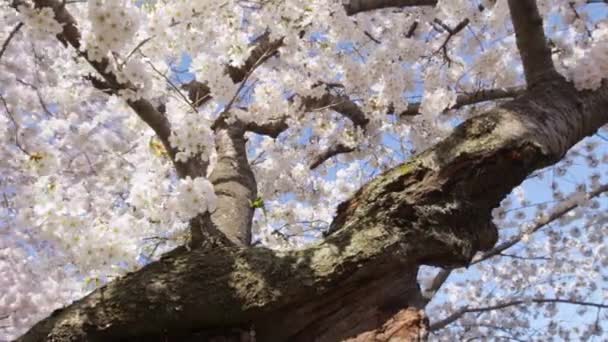 Płukanie niski kąt widzenia przez gałęzie drzewa wiśni w rozkwicie przeciw błękitne niebo — Wideo stockowe