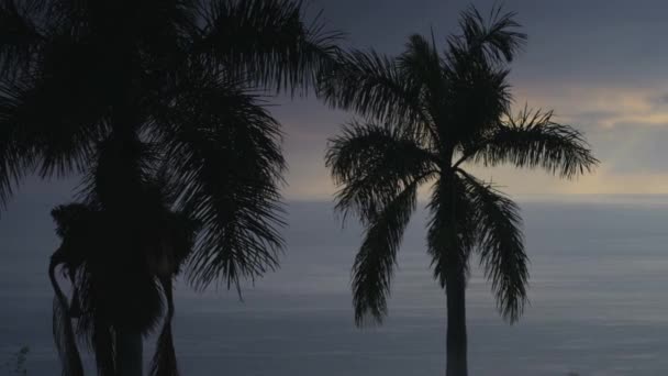 Panning από φοίνικες σε ορίζοντας του ωκεανού στο ηλιοβασίλεμα — Αρχείο Βίντεο