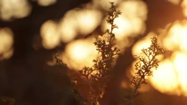Çılgınca güneş lekeleri önünde sallayarak bitkiler — Stok video
