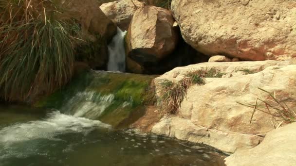 Pool van water op ein gedi — Stockvideo