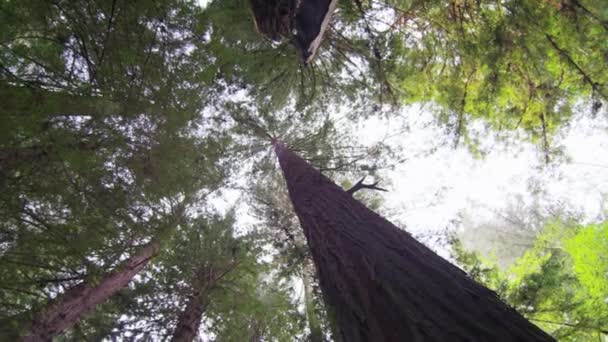 Obracanie, patrząc drzew sekwoja — Wideo stockowe