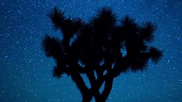Cielo stellato scenico Joshua albero silhouette — Video Stock