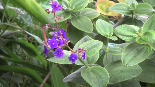 Pequeñas flores púrpuras bajo la lluvia — Vídeos de Stock