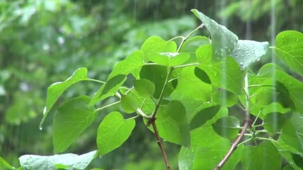 Lluvia vertiendo sobre la planta verde en orégano — Vídeo de stock