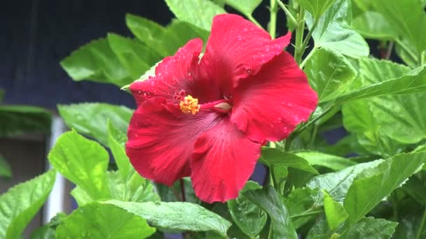 Hibisco rojo bajo la lluvia — Vídeo de stock