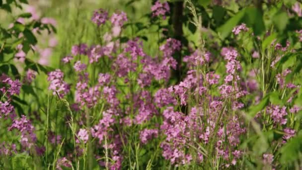 Flores púrpuras en granja — Vídeos de Stock