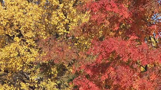 Röda och gula löv på hösten vind — Stockvideo