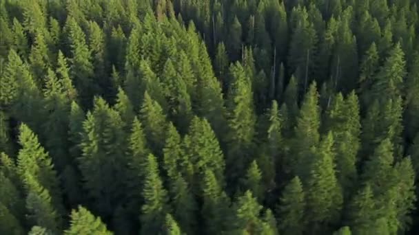 Natursköna skogsbruk antenn — Stockvideo