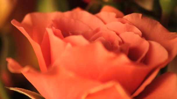 Slowly moving pink rose close up — Stock Video