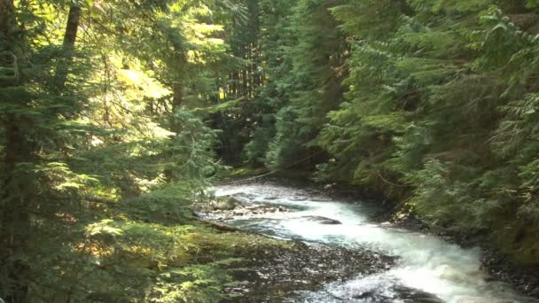 Haasten creek bed water — Stockvideo