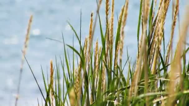 Sjögräs som blåser i vinden intill vattnet — Stockvideo