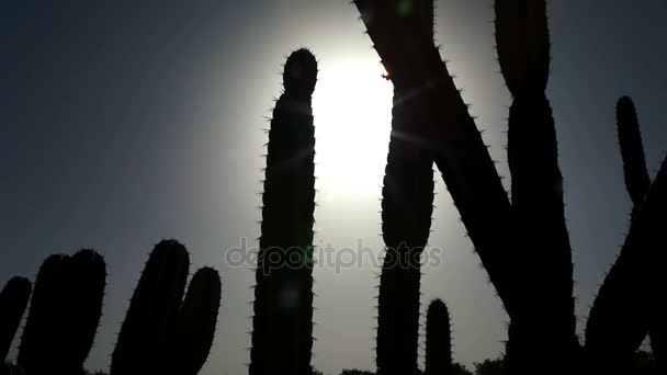 Σιλουέτα του cactus συμπλέγματος στον ήλιο — Αρχείο Βίντεο