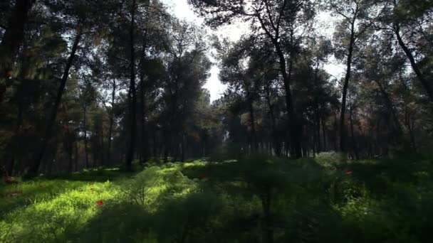 木の林のショット — ストック動画