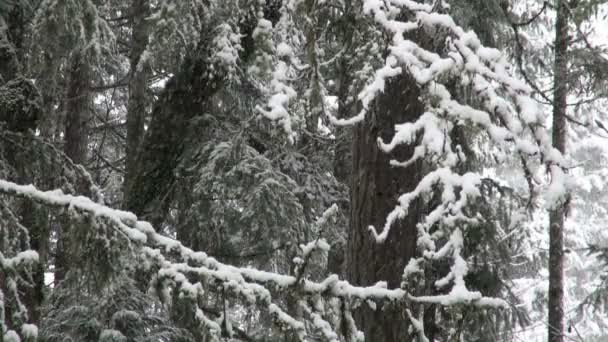 neige tombant sur les branches des arbres dans la forêt de l'Oregon 