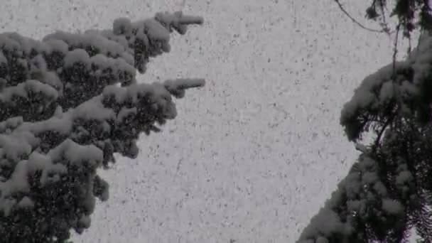 Nieve cayendo sobre árboles en orégano — Vídeos de Stock
