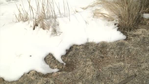 Snow melting on grass — Stock Video