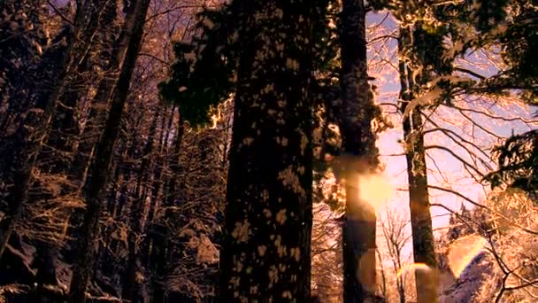冬の森の木を雪の森魔法時間日没の太陽フレア — ストック動画