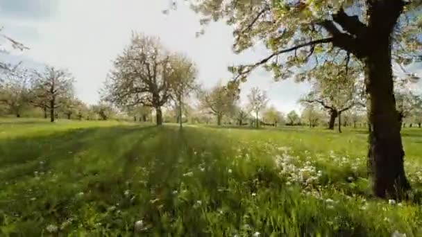 Spring trees grass field plants nature background summertime aerial view — Stock Video