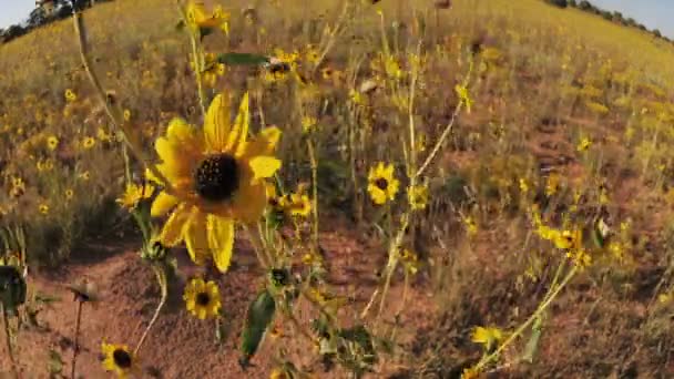 Slunečnicový široký úhel pole — Stock video