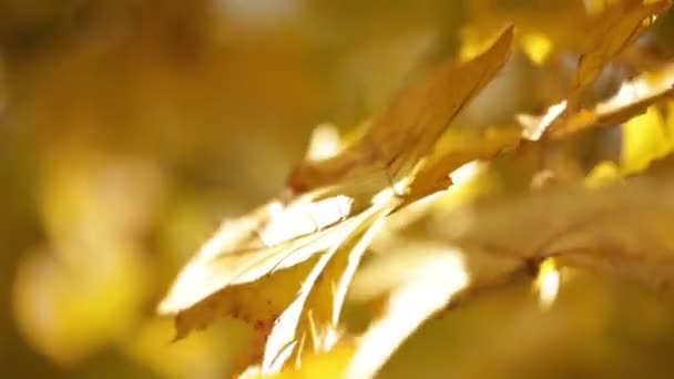 Güneş ışığı ağaç dalı üzerinde sarı yapraklarda — Stok video