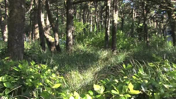 Солнечный орегонный лес — стоковое видео