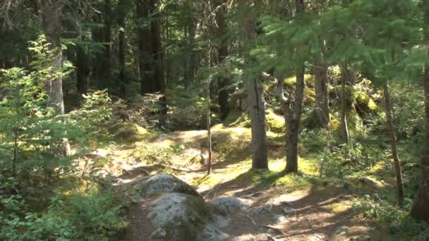 Bosque soleado en Canadá — Vídeos de Stock