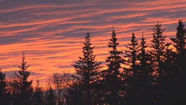 Coucher de soleil cimes des arbres forestiers — Video