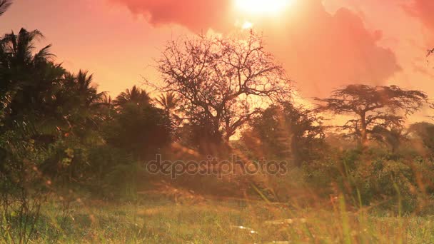 Ηλιοβασίλεμα πάνω από ένα πεδίο στην Κένυα — Αρχείο Βίντεο